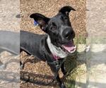 Small German Shepherd Dog Mix