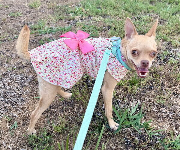 Medium Photo #3 Chihuahua Puppy For Sale in Holly Springs, NC, USA
