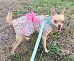 Small #2 Chihuahua