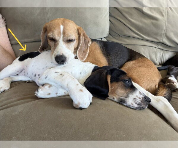 Medium Photo #14 Beagle-Unknown Mix Puppy For Sale in New York, NY, USA