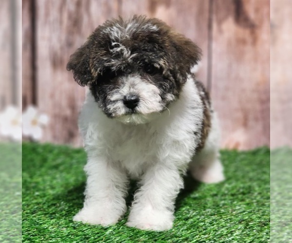 Medium Photo #3 YorkiePoo Puppy For Sale in CAPAC, MI, USA