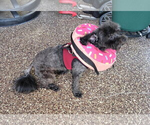 Baby - Female Maltipoo (Toy) Dog for Adoption - Photo #6