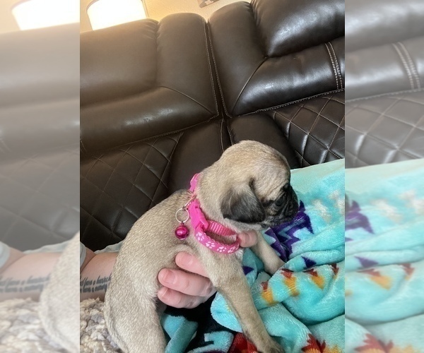 Medium Photo #2 Pug Puppy For Sale in RANCHO WEST, NM, USA