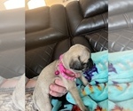 Small Photo #2 Pug Puppy For Sale in RANCHO WEST, NM, USA