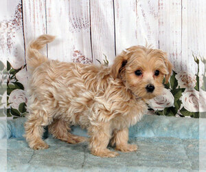 Maltipoo Puppy for sale in PENNS CREEK, PA, USA