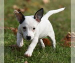 Small Photo #2 Jackshund Puppy For Sale in Mechanicsburg, PA, USA