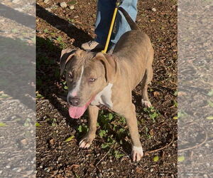 Mutt Dogs for adoption in Pasadena, CA, USA