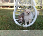 Small Photo #19 Pomeranian Puppy For Sale in DINWIDDIE, VA, USA