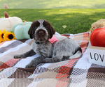 Small #4 Wirehaired Pointing Griffon