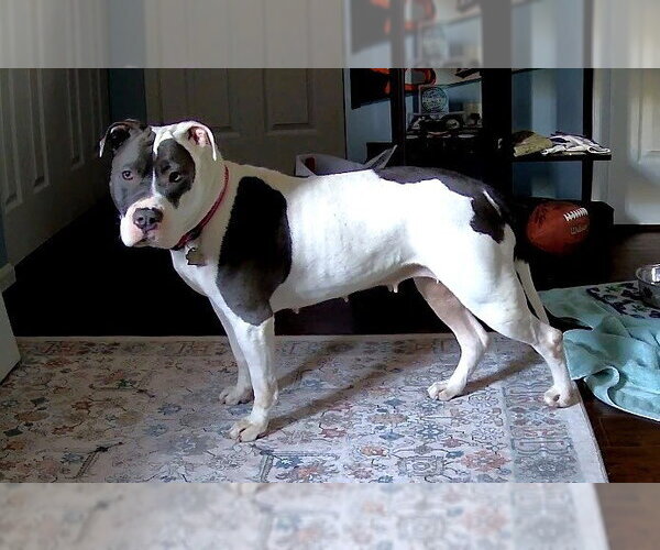 Medium Photo #3 Mutt Puppy For Sale in Rockville, MD, USA