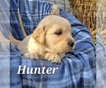 Puppy Hunter Golden Retriever