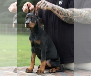 Doberman Pinscher Puppy for sale in NEWTON, NC, USA