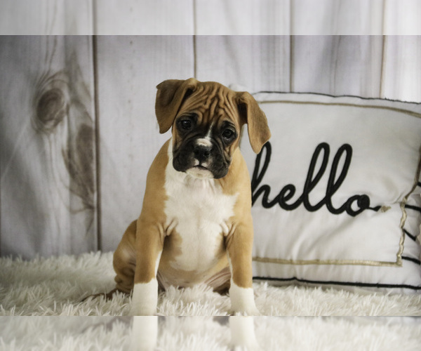Medium Photo #2 Boxer Puppy For Sale in SHIPSHEWANA, IN, USA