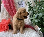Small #1 Golden Retriever