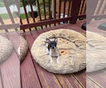Small #4 Chihuahua Mix