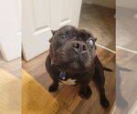 Small American Pit Bull Terrier Mix