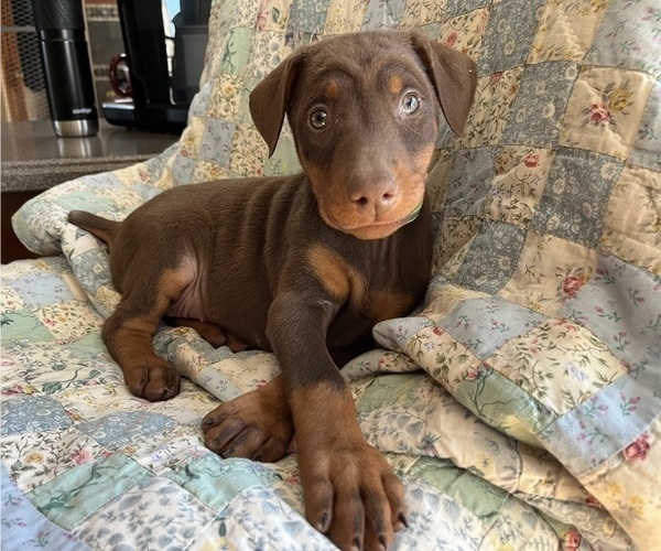 Medium Photo #1 Doberman Pinscher Puppy For Sale in BRISTOL, CT, USA