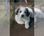 Small #12 Great Pyrenees