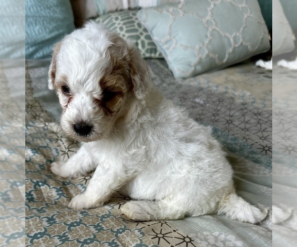 Medium Photo #37 Goldendoodle (Miniature) Puppy For Sale in PENSACOLA, FL, USA