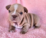 Small Photo #5 French Bulldog Puppy For Sale in LAS VEGAS, NV, USA