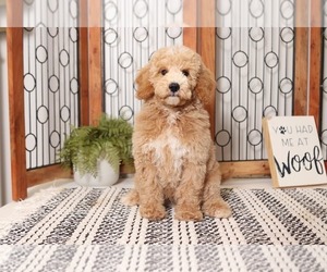 Poodle (Standard) Puppy for sale in NAPLES, FL, USA