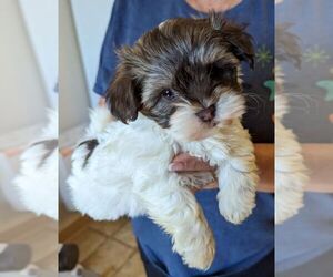 Havanese Puppy for sale in POST FALLS, ID, USA