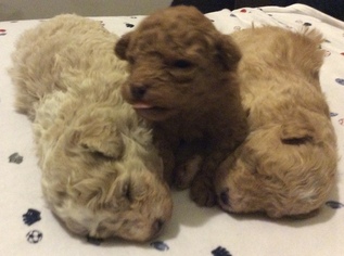Poodle (Toy) Puppy for sale in CICERO, IL, USA
