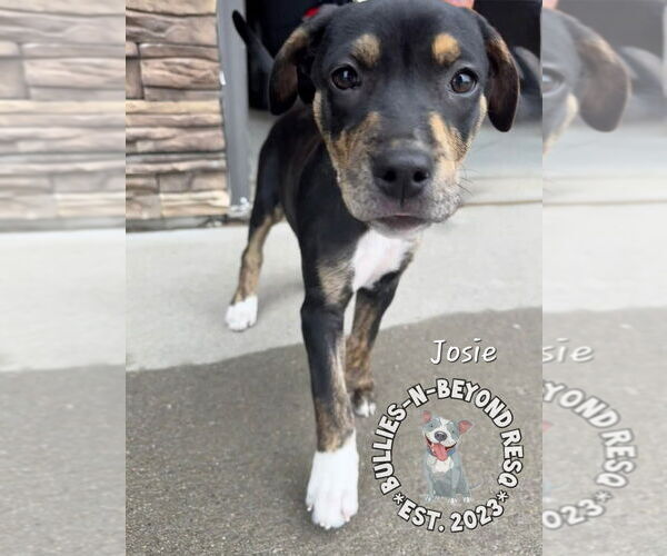 Medium Photo #3 Boxweiler Puppy For Sale in Omaha, NE, USA
