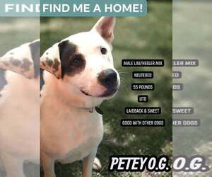 Labrador Retriever-Unknown Mix Dogs for adoption in Westwood, NJ, USA