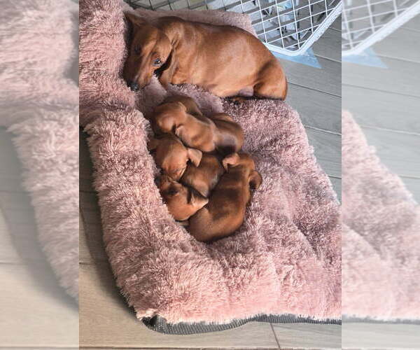 Medium Photo #5 Dachshund Puppy For Sale in PHOENIX, AZ, USA
