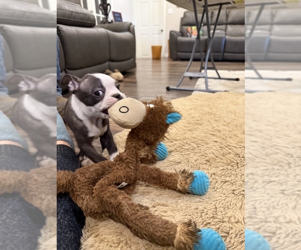 Medium Photo #9 Boston Terrier Puppy For Sale in FREDONIA, KS, USA