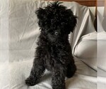 Small Photo #3 Goldendoodle-Poodle (Miniature) Mix Puppy For Sale in EPHRATA, PA, USA