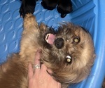 Small Photo #1 Shiranian Puppy For Sale in PLAINFIELD, IL, USA