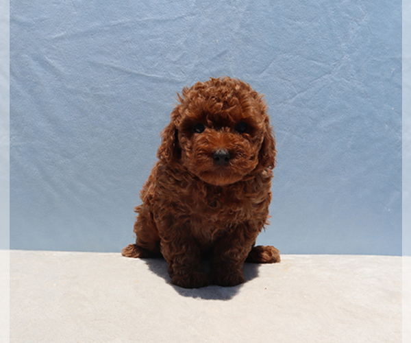 Medium Photo #3 Poodle (Toy) Puppy For Sale in LOS ANGELES, CA, USA