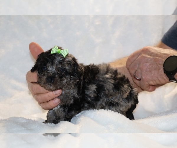 Medium Photo #12 ShihPoo Puppy For Sale in DYERSBURG, TN, USA