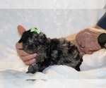 Small #11 ShihPoo