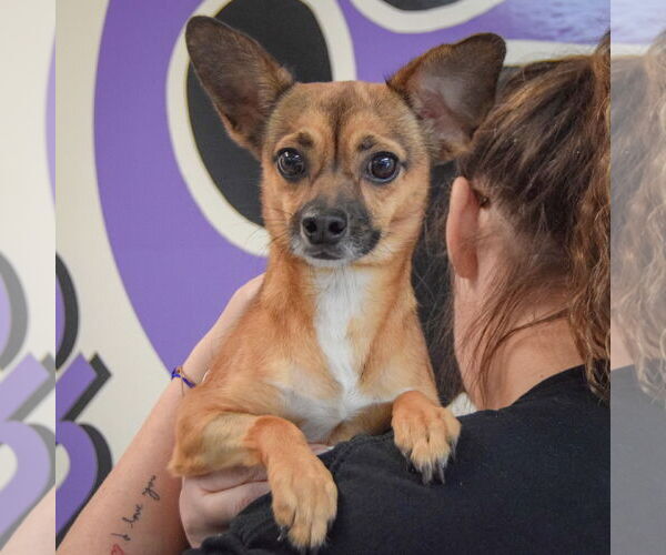 Medium Photo #6 Chipin Puppy For Sale in Huntley, IL, USA