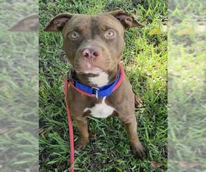 American Staffordshire Terrier Dogs for adoption in Fort Lauderdale, FL, USA