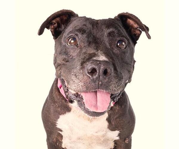 Medium Photo #1 American Staffordshire Terrier-Unknown Mix Puppy For Sale in Long Beach, CA, USA