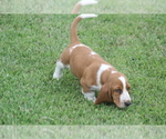Small Photo #36 Basset Hound Puppy For Sale in MEMPHIS, MO, USA