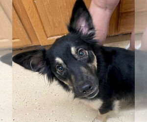 Border Collie-Unknown Mix Dogs for adoption in Jefferson, WI, USA