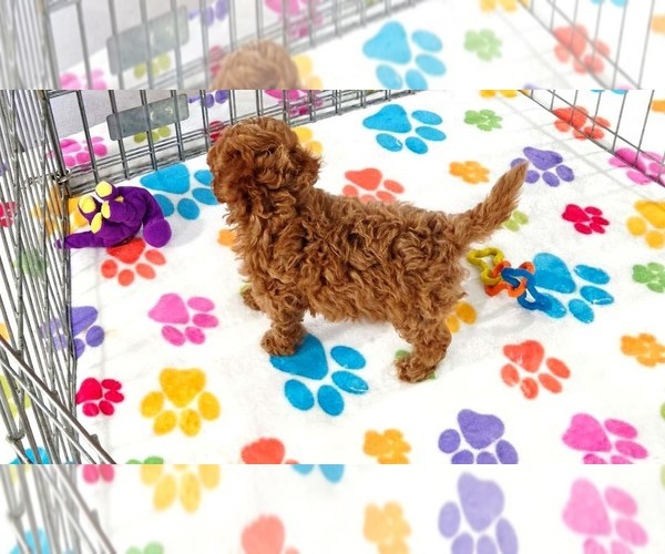 Medium Photo #6 Cavapoo (Miniature)-Poodle (Toy) Mix Puppy For Sale in ORO VALLEY, AZ, USA