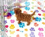 Small #5 Cavapoo (Miniature)-Poodle (Toy) Mix
