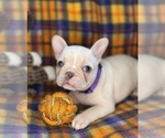 Small #10 Faux Frenchbo Bulldog