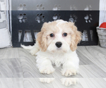 Small Photo #2 Cavachon Puppy For Sale in MARIETTA, GA, USA