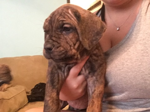 Medium Photo #1 Cane Corso Puppy For Sale in MEMPHIS, TN, USA