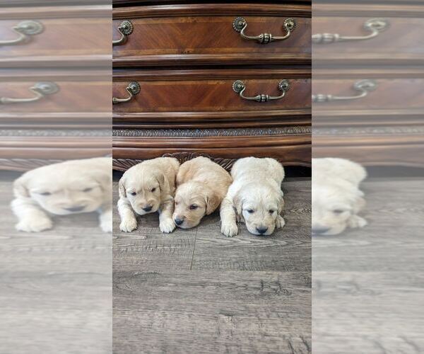 Medium Photo #8 Golden Retriever Puppy For Sale in SACRAMENTO, CA, USA