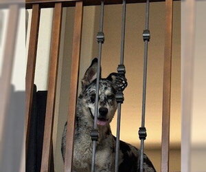 ATHENA #10 - Female Siberian Husky-Unknown Mix Dog for Adoption - Photo #5
