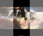 Small Maltipoo