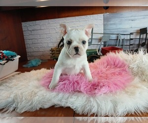French Bulldog Puppy for sale in CARTHAGE, TX, USA